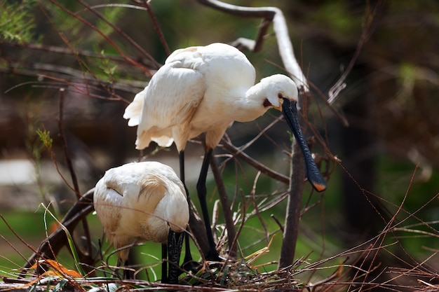 Spoonbill común en el nido