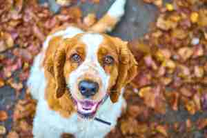 Foto gratuita springer spaniel galés hacer