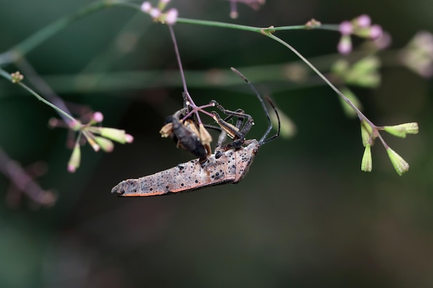 Foto gratuita squash bug closeup en rama squash bug aislado con fondo aislado