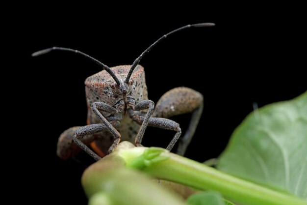 Squash bug closeup en rama Squash bug aislado en primer plano con fondo aislado