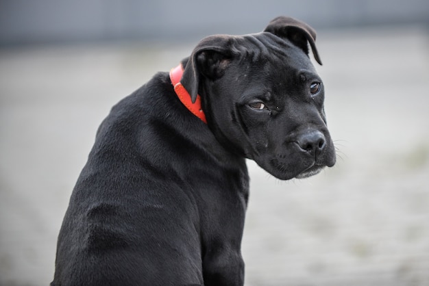 Staffordshire Bull Terrier cansado sentado en el suelo a la luz del día