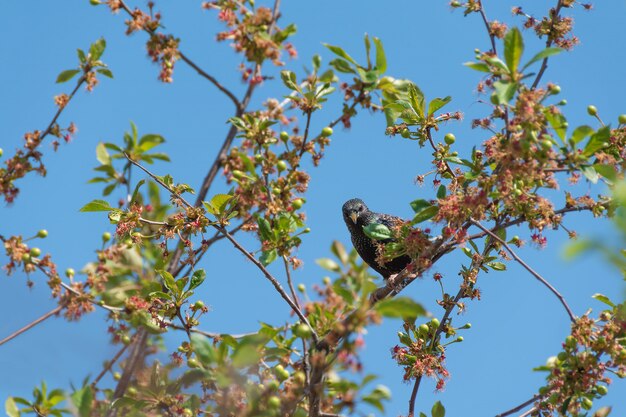 Starling stitting en una rama de cerezo