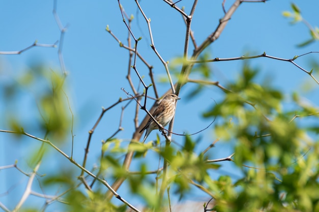 Starling stitting en una rama de cerezo