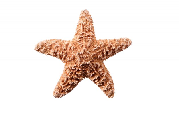 Starstar pequeña estrella de mar aislado en fondo blanco