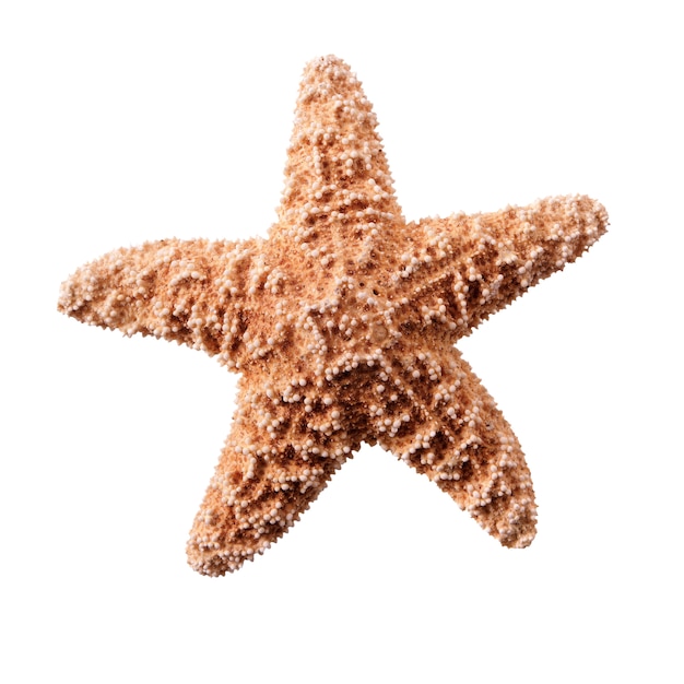 Starstar pequeña estrella de mar aislado en fondo blanco
