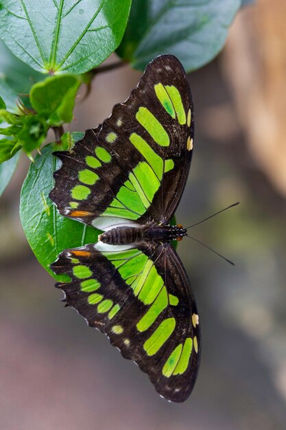 Stelene mariposa con alas negras y verdes sentado en una hoja