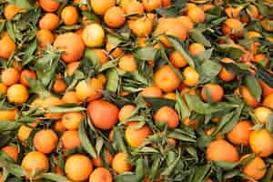 Foto gratuita stock de naranjas con hojas