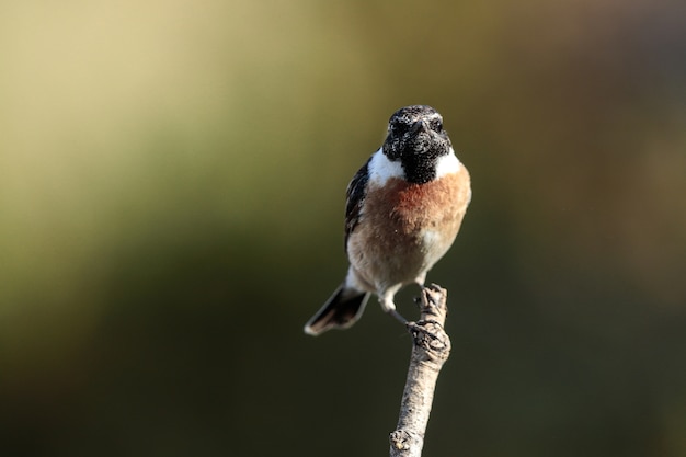 Stonechat europeo Saxicola rubicola, Malta, Mediterráneo