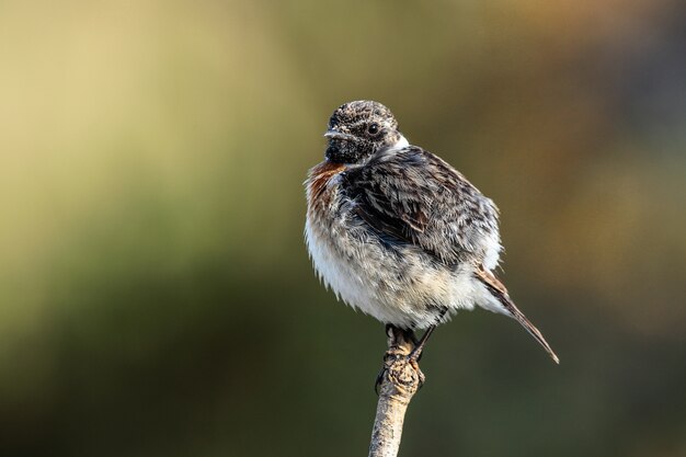 Stonechat europeo Saxicola rubicola, Malta, Mediterráneo