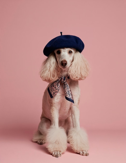 Stylish poodle wearing a beret and necktie