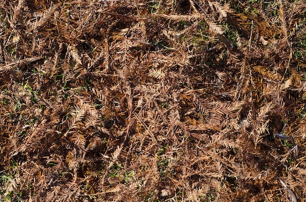 suelo cubierto con agujas y hojas de pino secas