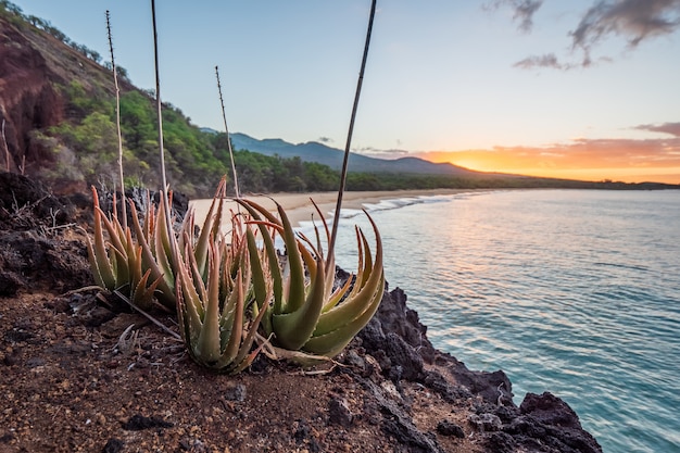 Foto gratuita suelo marrón cerca del cuerpo de agua durante el atardecer