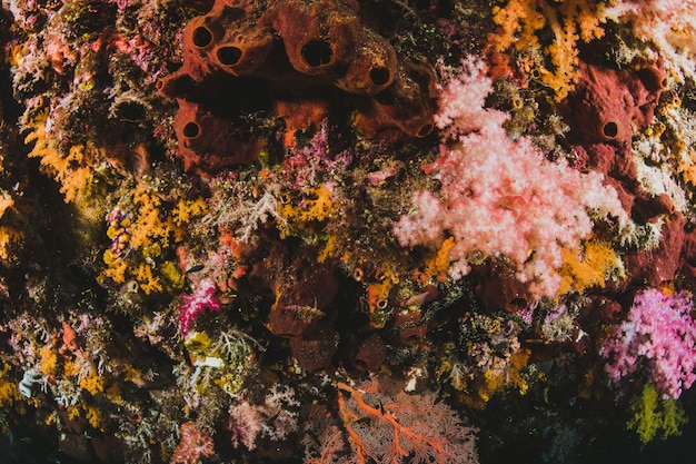 Suelo subacuático con corales