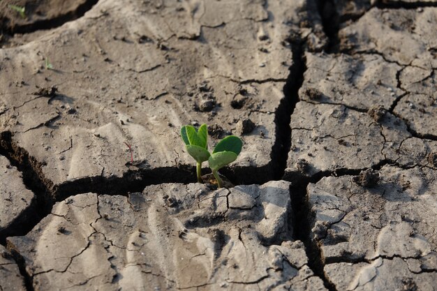 Suelo de tierra agrietado con una planta