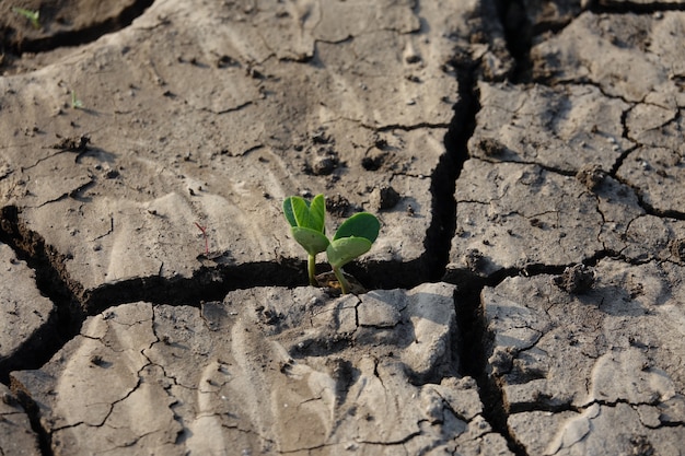 Suelo de tierra agrietado con una planta