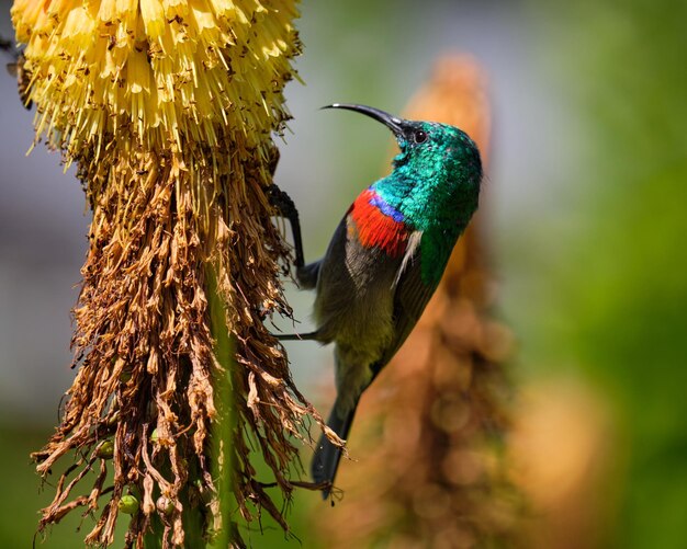 Sunbird de doble cuello del sur alimentándose de una flor de póquer al rojo vivo