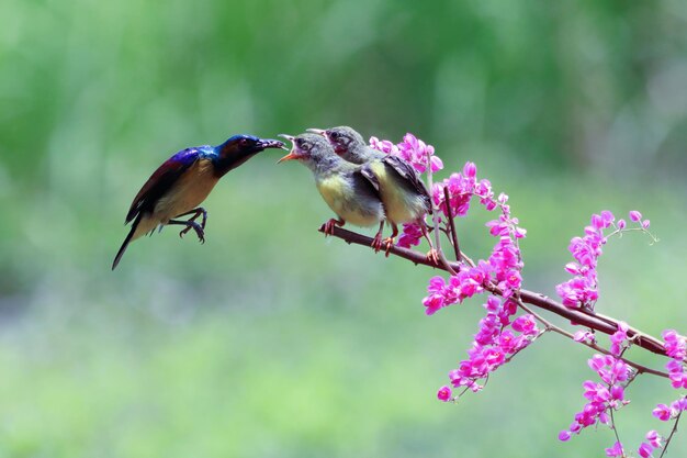 Sunbird Nectarinia jugularis macho alimentando a los polluelos recién nacidos en la rama