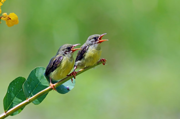 Sunbird Nectarinia jugularis macho alimentando a los polluelos recién nacidos en la rama