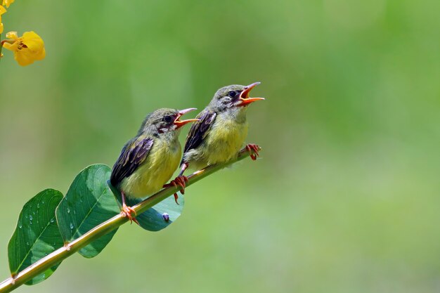 Sunbird Nectarinia jugularis macho alimentando a los polluelos recién nacidos en la rama