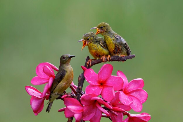 Sunbirds con respaldo de oliva alimentando al niño en la rama