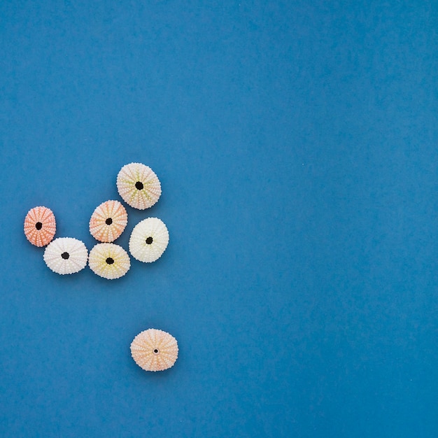 Superficie azul con conchas de erizos de mar decorativas