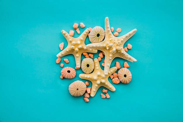 Superficie azul con estrellas de mar y conchas de erizos