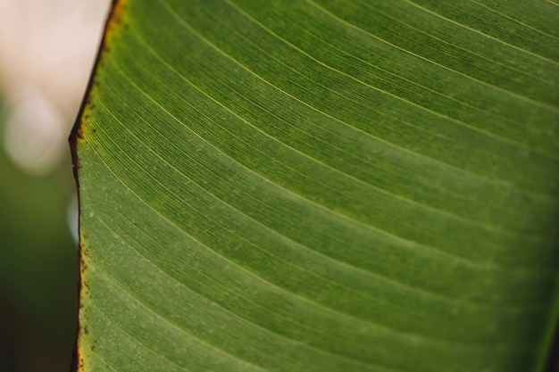 Superficie de hoja verde