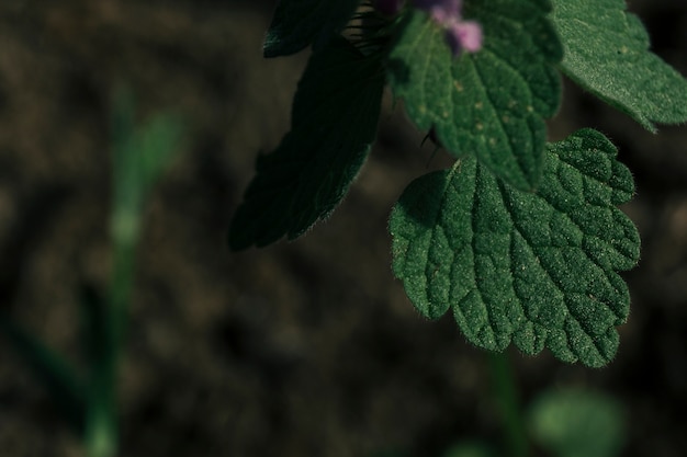 Superficie de hojas verdes frescas