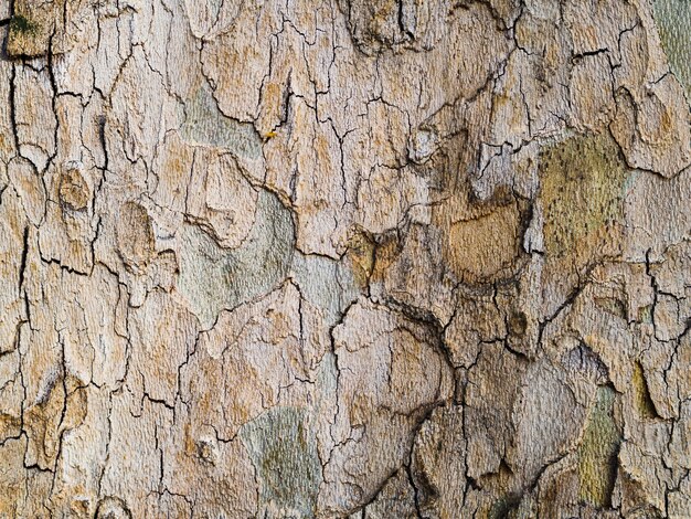 Superficie rugosa de madera de primer plano