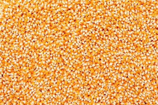 Superficie de semillas de maíz vista superior