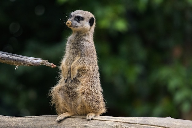 Suricata divertido sentado en un tronco de árbol