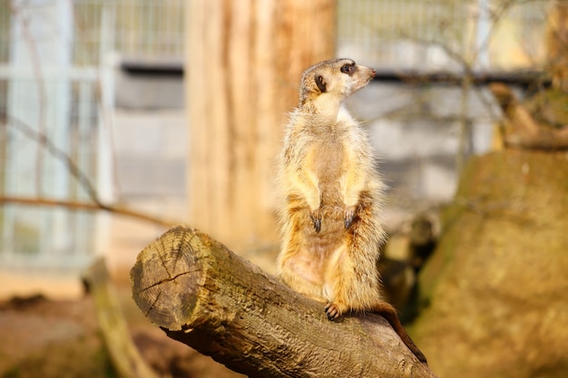 Suricata o de pie sobre madera bajo la luz del sol