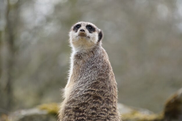 Suricata con un pelaje gris sentado y mirando hacia arriba con árboles borrosos