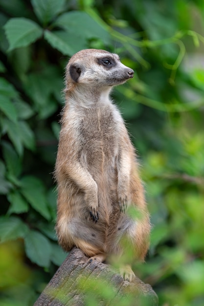 Foto gratuita suricata de pie en la selva