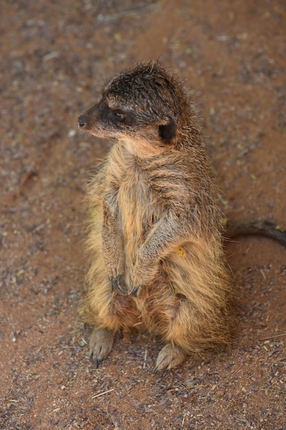 Suricata protegiendo y de pie sobre sus patas traseras.