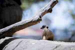 Foto gratuita suricata en una roca