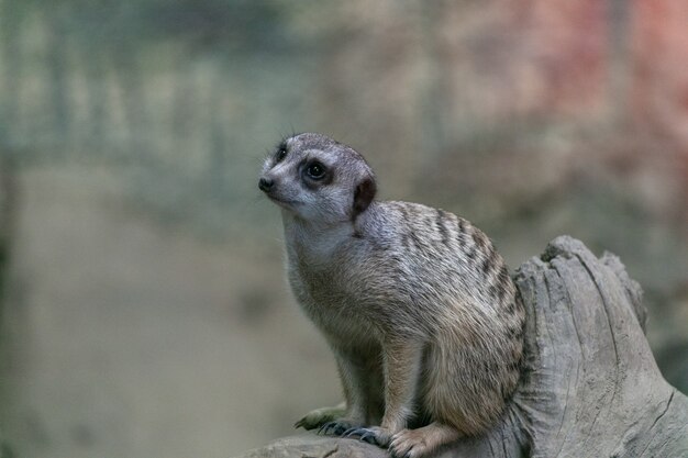 Suricata sentado en la rama de un árbol en un parque