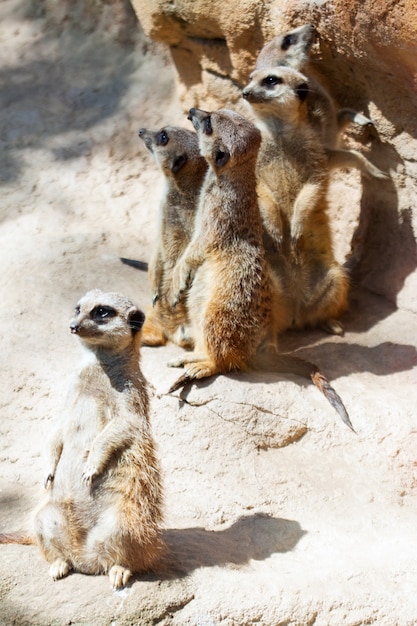 Foto gratuita suricates de pie sobre piedras