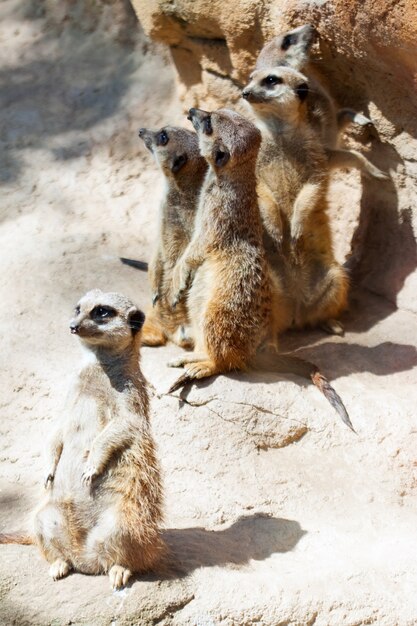 Suricates de pie sobre piedras