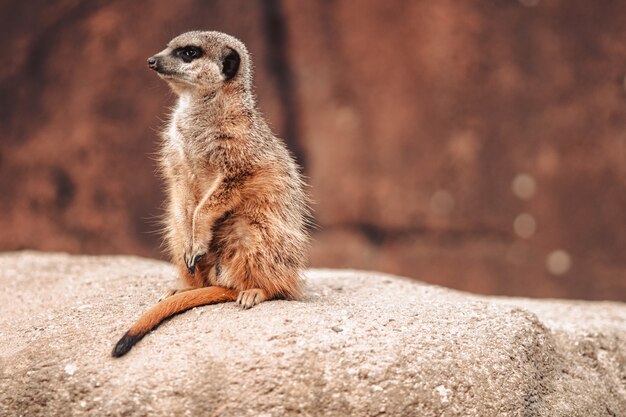 Un suricato (Suricata suricatta) sobre una roca mientras mira a su alrededor