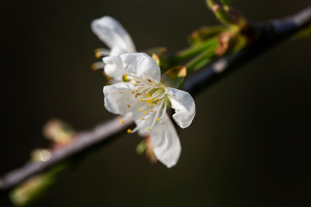 Surtido de hermosas flores borrosas en la naturaleza