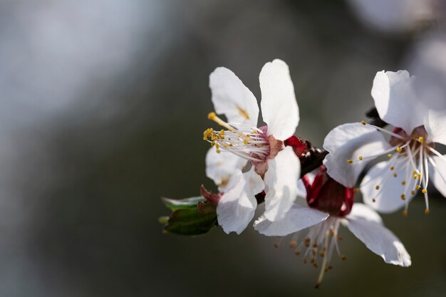 Surtido de hermosas flores borrosas en la naturaleza