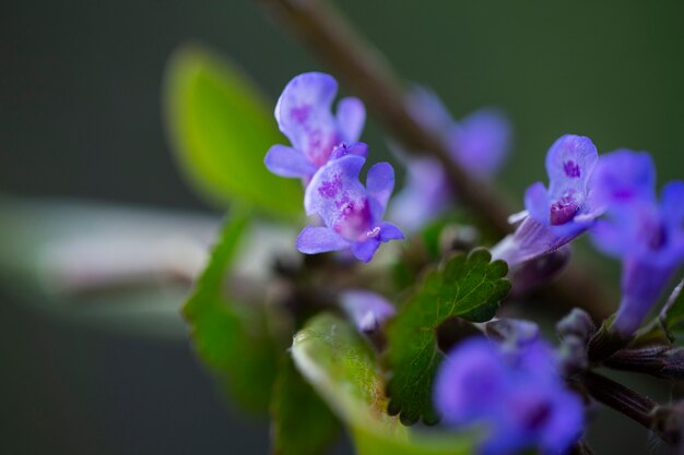 Surtido de hermosas flores borrosas en la naturaleza