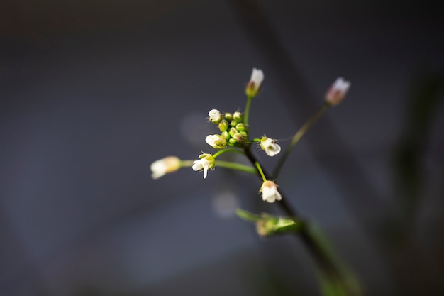 Surtido de hermosas flores borrosas en la naturaleza