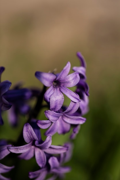 Surtido de hermosas flores borrosas en la naturaleza