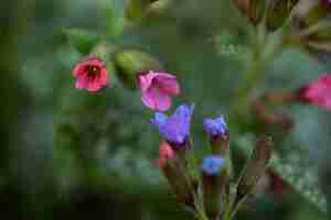 Foto gratuita surtido de hermosas flores borrosas en la naturaleza