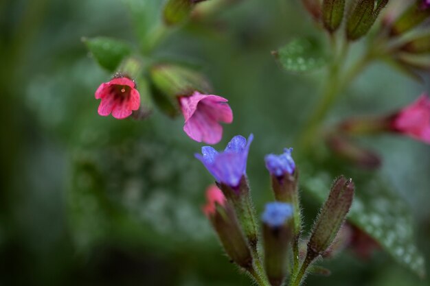 Surtido de hermosas flores borrosas en la naturaleza