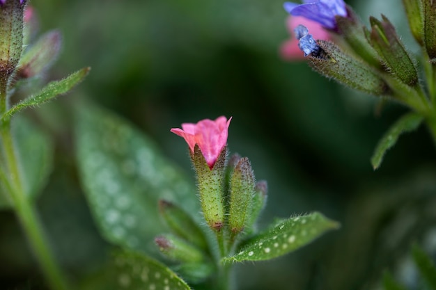 Surtido de hermosas flores borrosas en la naturaleza