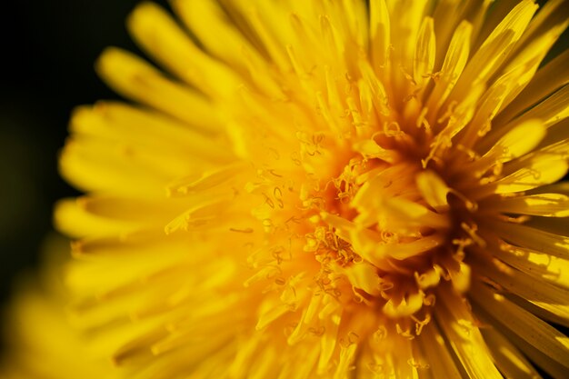 Surtido de hermosas flores borrosas en la naturaleza