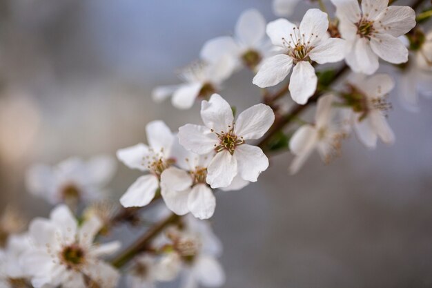 Surtido de hermosas flores borrosas en la naturaleza